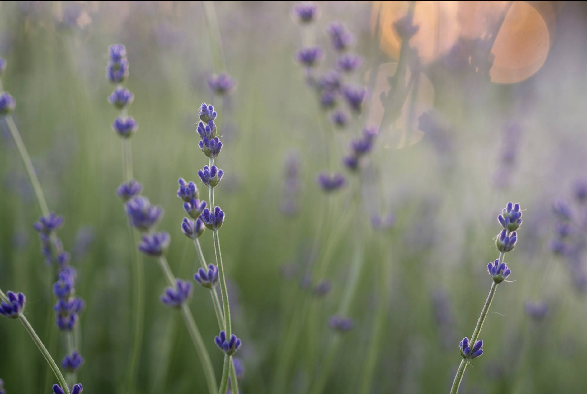 Simply Lavender