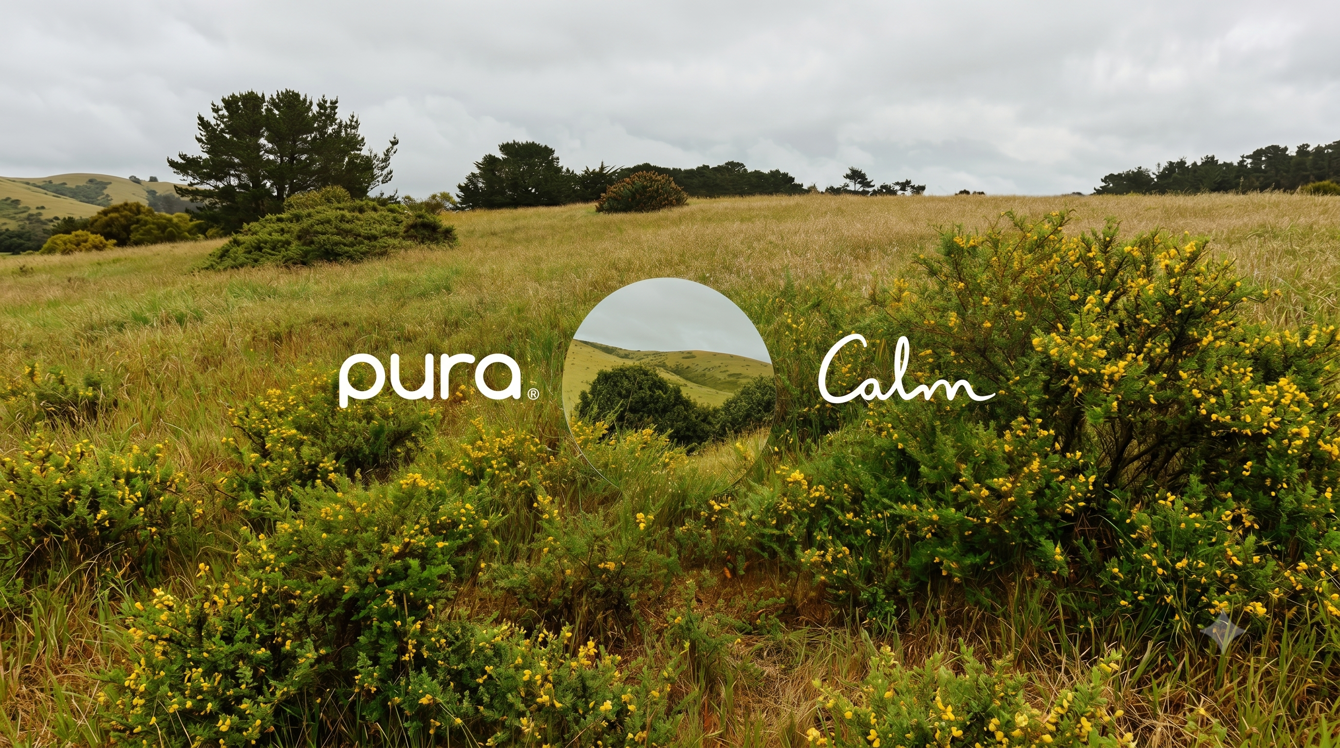 Pura x Calm Collection Release 2026