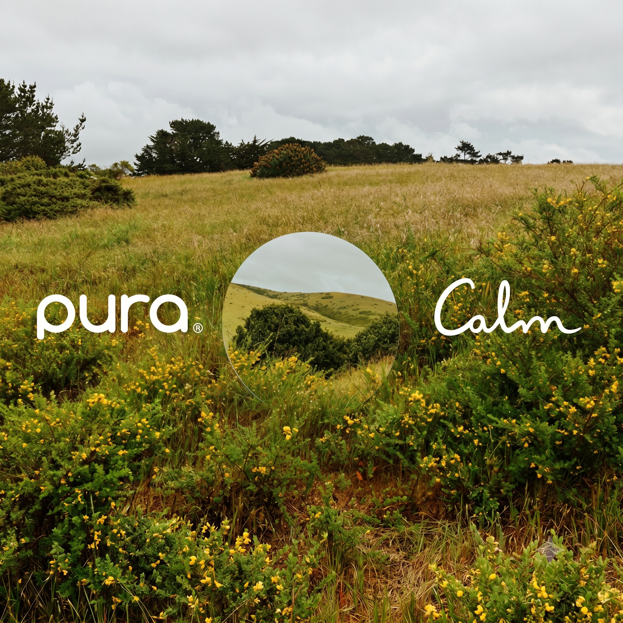Pura x Calm Launch 2026